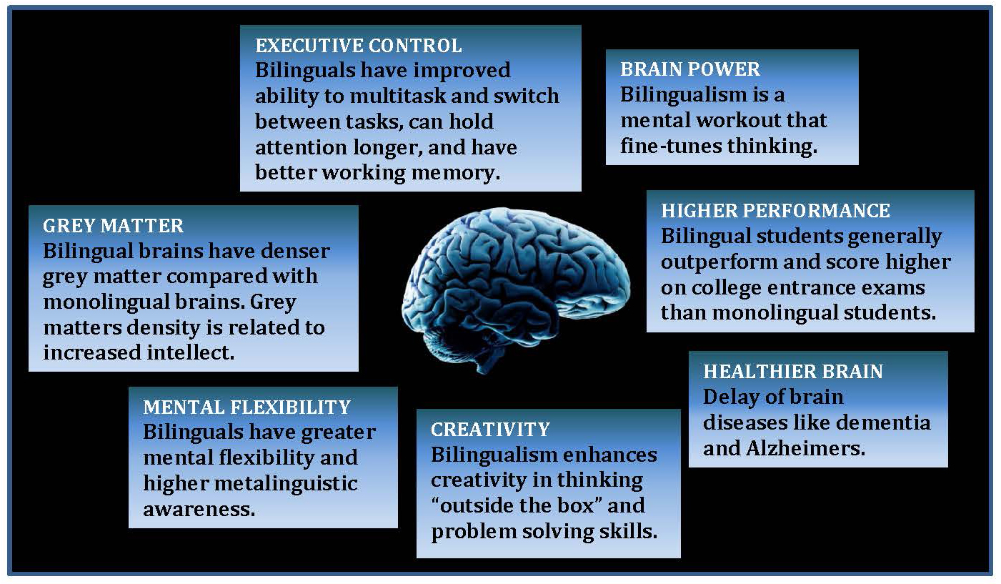 bilingual vs monolingual brain