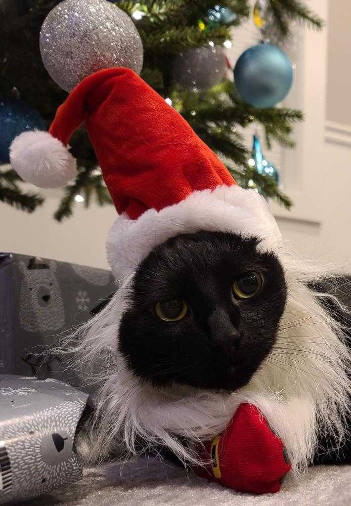 Cat in Santa hat